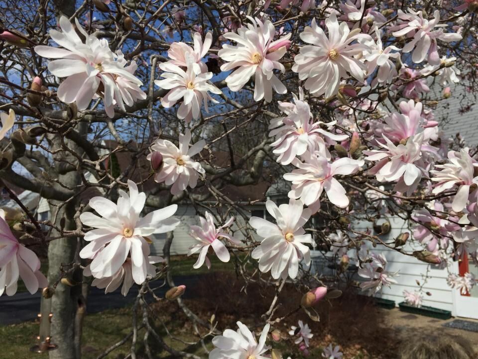 #9. Star magnolia